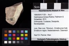 Foto (Objket + Etiketten) von Gastrosacus torosus (Robins, Feldmann & Schweitzer, 2013) 